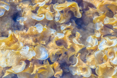 Padina australis Hauck or Padina pavonica brown algae in the shallow sea water.の写真素材