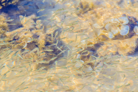 Beautiful Small Anchovy, or Stolephorus  fishes in shallow sea water in motion blurred. Small fish swimming at the bottom of clear shallow waters on sunny day.の写真素材