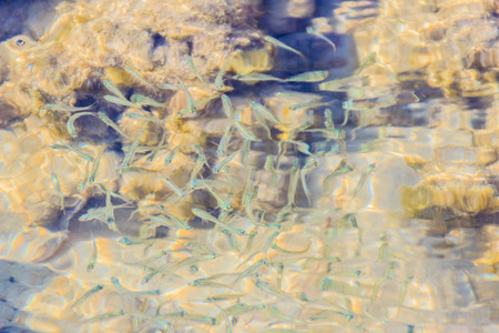 Beautiful Small Anchovy, or Stolephorus  fishes in shallow sea water in motion blurred. Small fish swimming at the bottom of clear shallow waters on sunny day.の写真素材