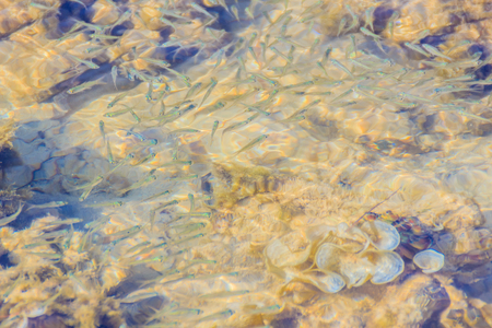 Beautiful Small Anchovy, or Stolephorus  fishes in shallow sea water in motion blurred. Small fish swimming at the bottom of clear shallow waters on sunny day.の写真素材