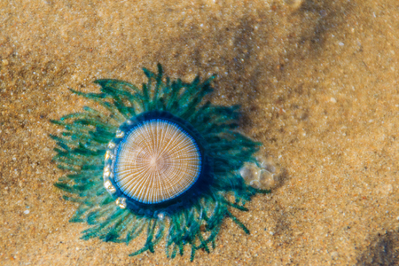 Close up Blue Button Jellyfish (porpita porpita) on the beach when the sea water receded.の写真素材