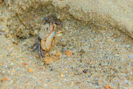 Close up Meder's Mangrove Crab, or Salt March Crab (Sesarma mederi) on the beach when the sea water receded.の写真素材