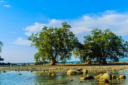 Lonely remote island with rock beach and tree when the sea water receded in blue sky and cloudy day backgroundの写真素材