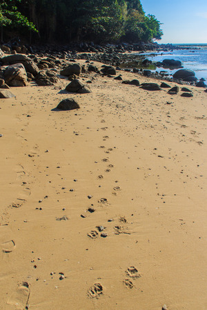 Close up of footprints on the beachの写真素材