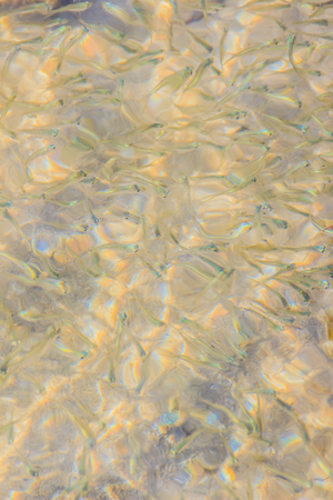 Beautiful Small Anchovy, or Stolephorus  fishes in shallow sea water in motion blurred. Small fish swimming at the bottom of clear shallow waters on sunny day.の写真素材