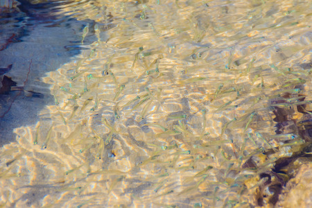 Beautiful Small Anchovy, or Stolephorus  fishes in shallow sea water in motion blurred. Small fish swimming at the bottom of clear shallow waters on sunny day.の写真素材
