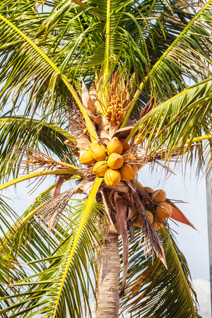 Close up on amazing coconut tree that its bunchs and nuts are yellow colour hanging at Hadnamrin Beach, Ban Chang, Rayong, Thailand.の写真素材