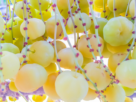 Close up to fresh and fruitful of star gooseberry on treeの写真素材