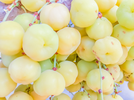 Close up to fresh and fruitful of star gooseberry on treeの写真素材
