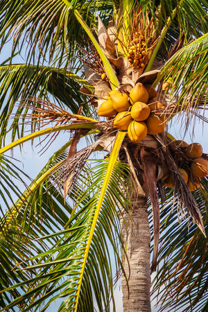 Close up on amazing coconut tree that its bunchs and nuts are yellow colour hanging at Hadnamrin Beach, Ban Chang, Rayong, Thailand.の写真素材