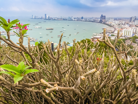 Beautiful of Pattaya bay view on Pratamnak Hill with blue sky background and the tree branch foreground. Pattaya city is famous about sea sport and night life entertainment.の写真素材