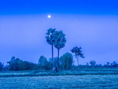 Farmhouse in the rice field with Sunrise In The Morning and blue sky background After Harvestedの写真素材