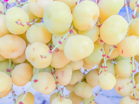 Close up to fresh and fruitful of star gooseberry on treeの写真素材