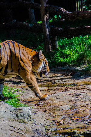 Indochinese tiger, or Corbett's tiger, or Panthera tigris corbetti in the open zooの写真素材