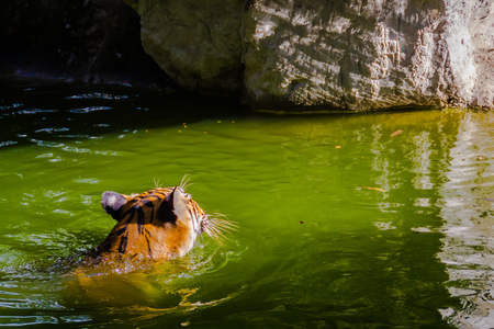 Indochinese tiger, or Corbett's tiger, or Panthera tigris corbetti in the open zooの写真素材