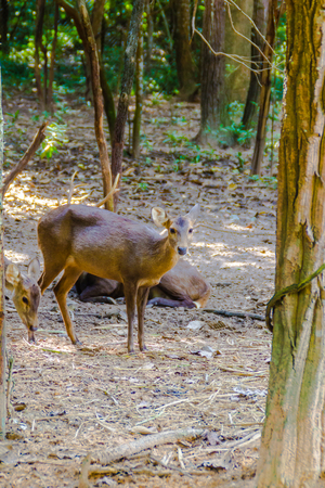 Cervus eldi, or Siamese Eld's deer in the open zooの写真素材