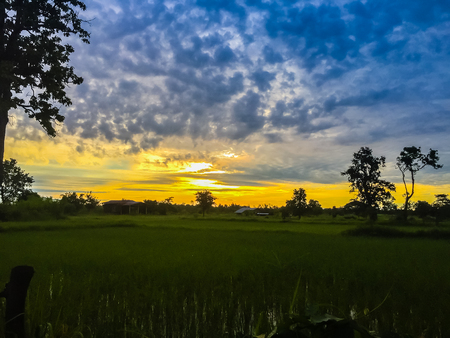 Beautiful view of rice paddy field during sunrise, cloudy and blue sky in the morningの写真素材