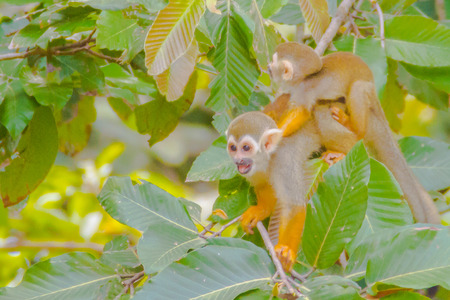Squirrel monkey, or Saimiri Sciurea at the public zooの写真素材