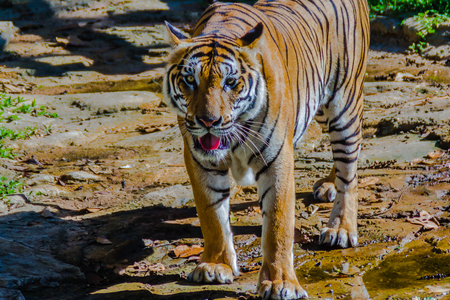 Indochinese tiger, or Corbett's tiger, or Panthera tigris corbetti in the open zooの写真素材