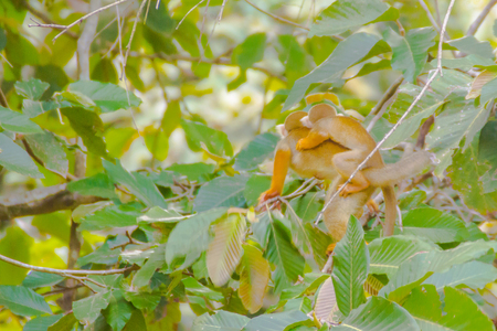Squirrel monkey, or Saimiri Sciurea at the public zooの写真素材