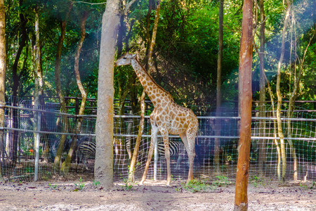 Giraffa or giraffe in the zooの写真素材