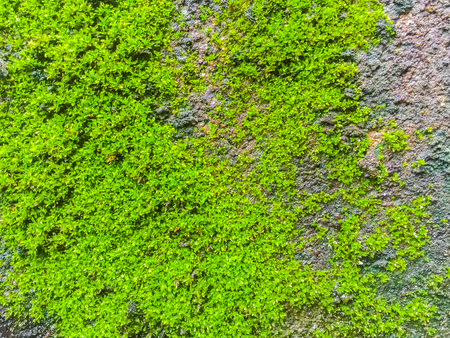 Close-up old brick wall with moss and lichenの写真素材