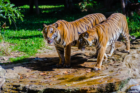 Indochinese tiger, or Corbett's tiger, or Panthera tigris corbetti in the open zooの写真素材
