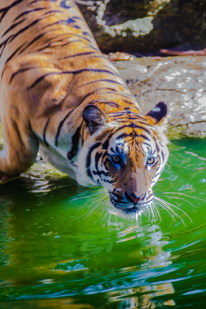 Indochinese tiger, or Corbett's tiger, or Panthera tigris corbetti in the open zooの写真素材