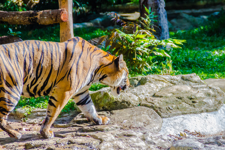 Indochinese tiger, or Corbett's tiger, or Panthera tigris corbetti in the open zoo
