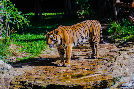 Indochinese tiger, or Corbett's tiger, or Panthera tigris corbetti in the open zooの写真素材