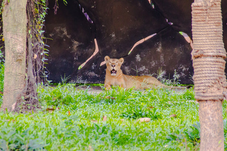 Panthera leo, or Lion in the open zooの写真素材