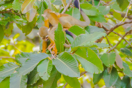 Squirrel monkey, or Saimiri Sciurea at the open zoo
