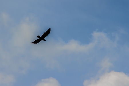 Silhouettes of flying bird under blue sky backgroundの写真素材