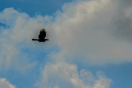 Silhouettes of flying bird under blue sky backgroundの写真素材
