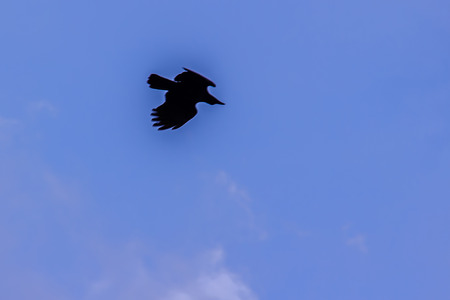 Silhouettes of flying bird under blue sky backgroundの写真素材