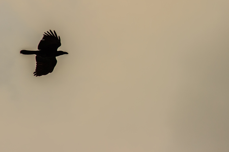 Silhouettes of flying bird under blue sky backgroundの写真素材