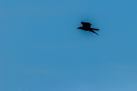 Silhouettes of flying bird under blue sky backgroundの写真素材