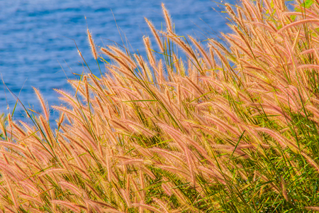 Beautiful Gramineae Grass with Blue Sea Backgroundの写真素材