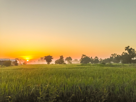 Beautiful view of rice paddy field during sunrise, cloudy and blue sky in the morningの写真素材