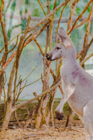 Kangaroo marsupial from the family Macropodidae mammal animal at the open zooの写真素材