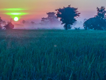 Beautiful view of rice paddy field during sunrise, cloudy and blue sky in the morningの写真素材