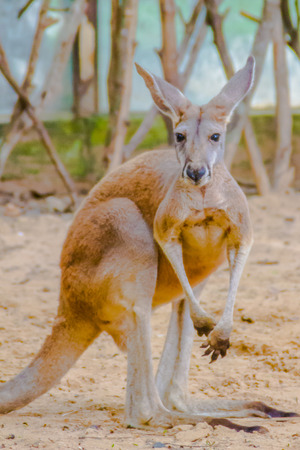Kangaroo marsupial from the family Macropodidae mammal animal at the open zooの写真素材