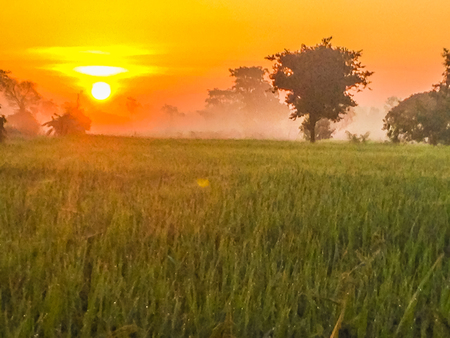 Beautiful view of rice paddy field during sunrise, cloudy and blue sky in the morningの写真素材