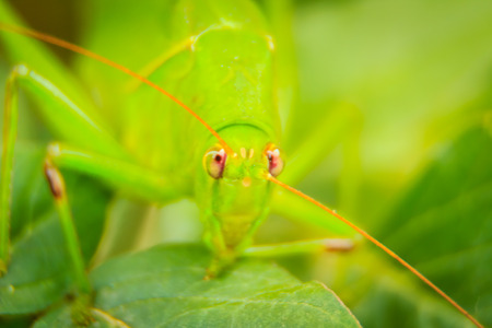 Cute Long-horned grasshoppers, or Tettigoniidae, or leafhopper perching on green leaves and green backgroundの写真素材
