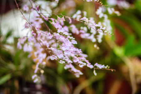 Beautiful Ionopsis orchid, Purple Orchid, or Ionopsis paniculata (Ionopsis utricularioides [Sw.]). Selective focusの写真素材