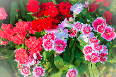 Beautiful Background of blooming Snowfire, China Doll, China Pink flower, pink Dianthus flowers (Dianthus chinensis) or Rainbow Pink flower in natural field on the sunny day.の写真素材