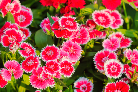 Beautiful Background of blooming Snowfire, China Doll, China Pink flower, pink Dianthus flowers (Dianthus chinensis) or Rainbow Pink flower in natural field on the sunny day.の写真素材
