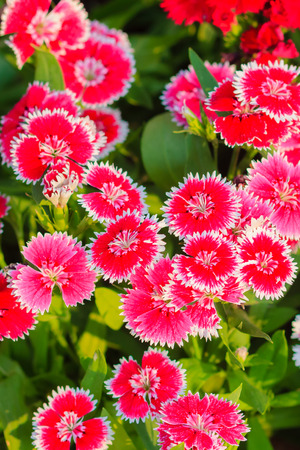 Beautiful Background of blooming Snowfire, China Doll, China Pink flower, pink Dianthus flowers (Dianthus chinensis) or Rainbow Pink flower in natural field on the sunny day.の写真素材