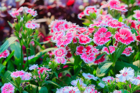 Beautiful Background of blooming Snowfire, China Doll, China Pink flower, pink Dianthus flowers (Dianthus chinensis) or Rainbow Pink flower in natural field on the sunny day.の写真素材