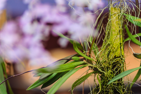 Beautiful Ionopsis orchid, Purple Orchid, or Ionopsis paniculata (Ionopsis utricularioides [Sw.]). Selective focusの写真素材